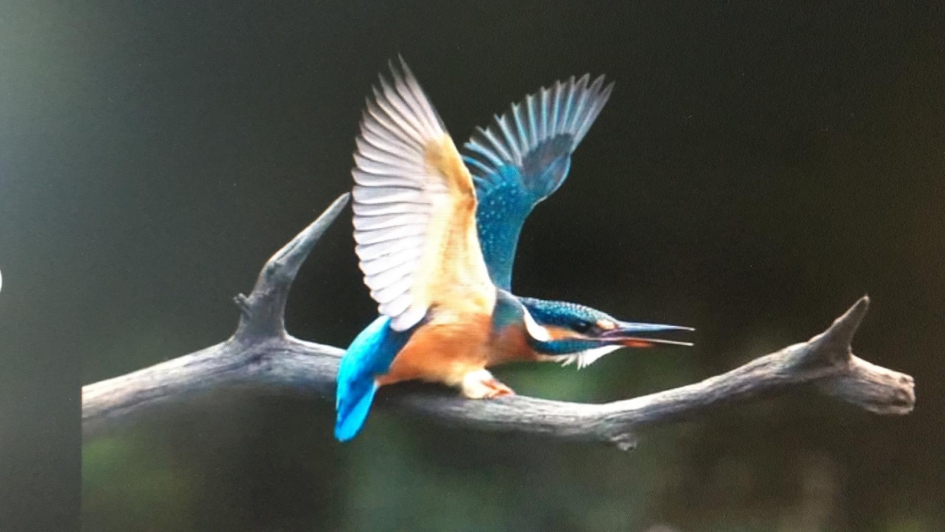 Jonge ijsvogel wordt aangevallen door mannetje bij het nest - Vogels - Ijsvogel