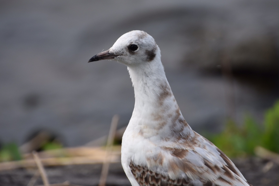 Jonge kokmeeuw - Vogels - 