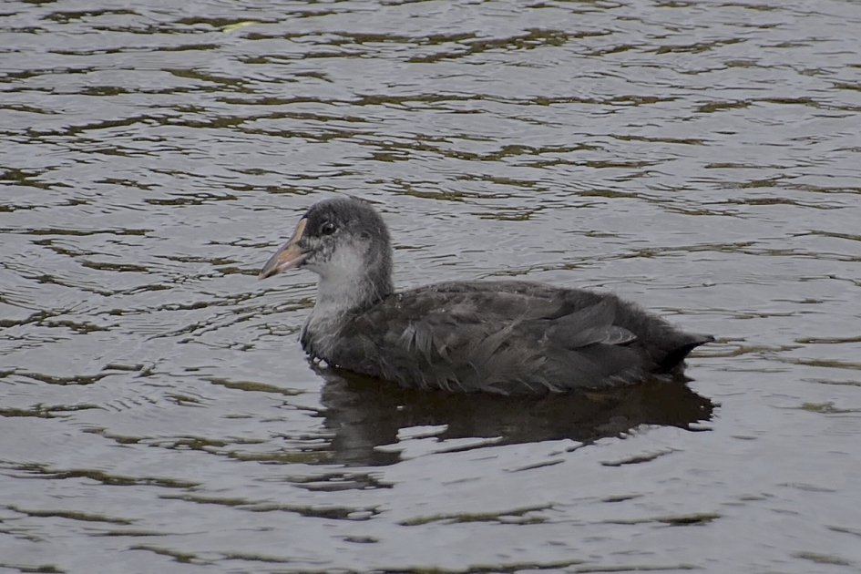 Jonge meerkoet - Vogels - 