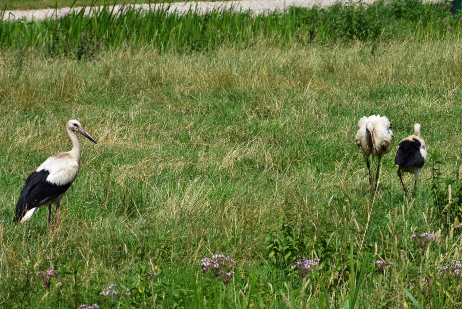 Jonge ooievaars - Vogels - 