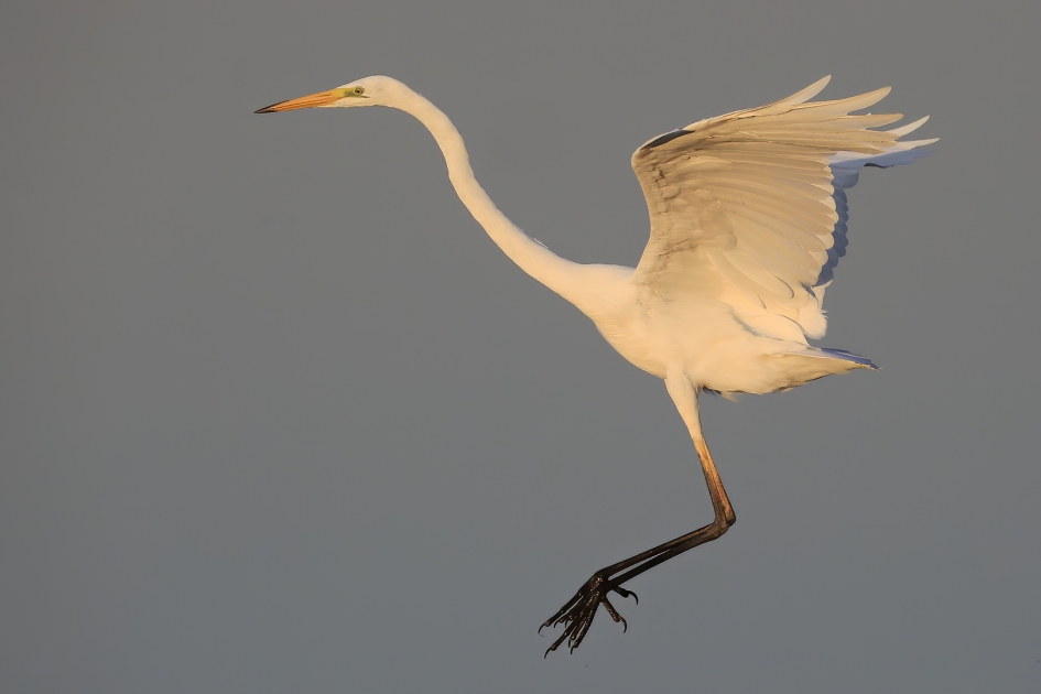 Jumpin' Jack Flash - Vogels - Grote Zilverreiger