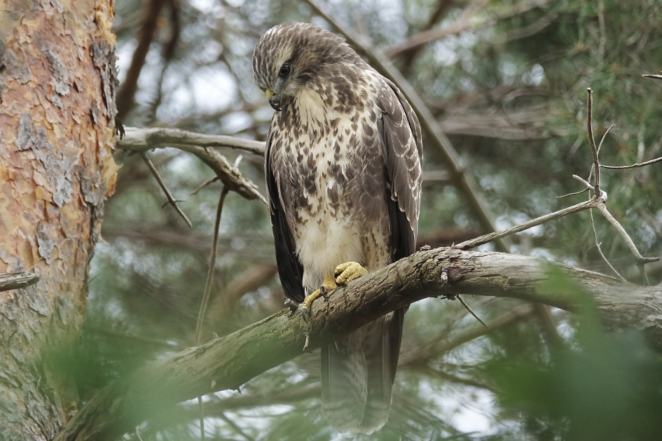 Juveniele Buizerd 2 - Vogels - Buizerd