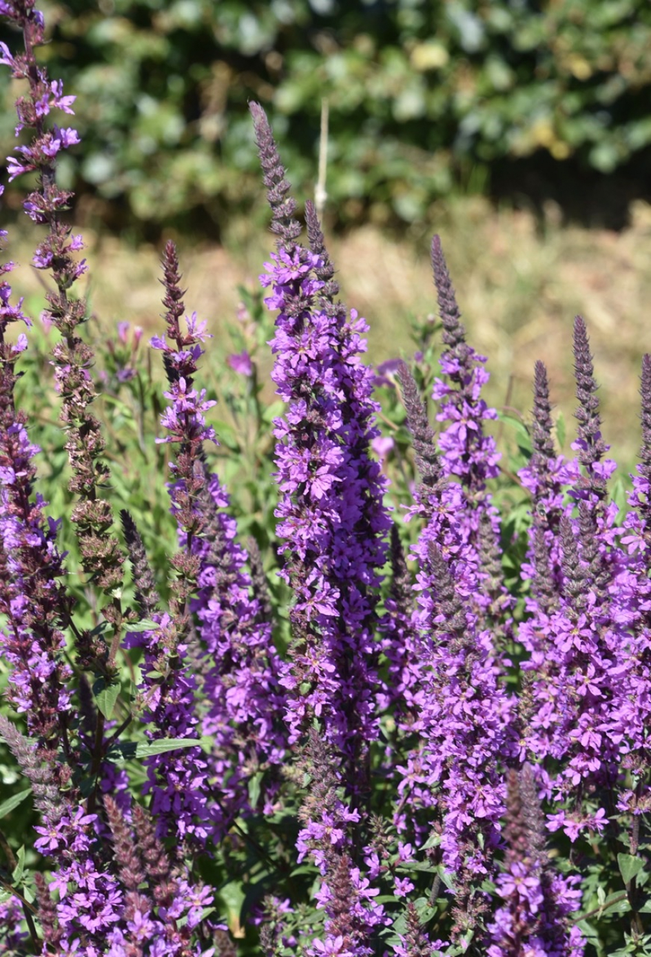 Kattenstaarten - Planten - 