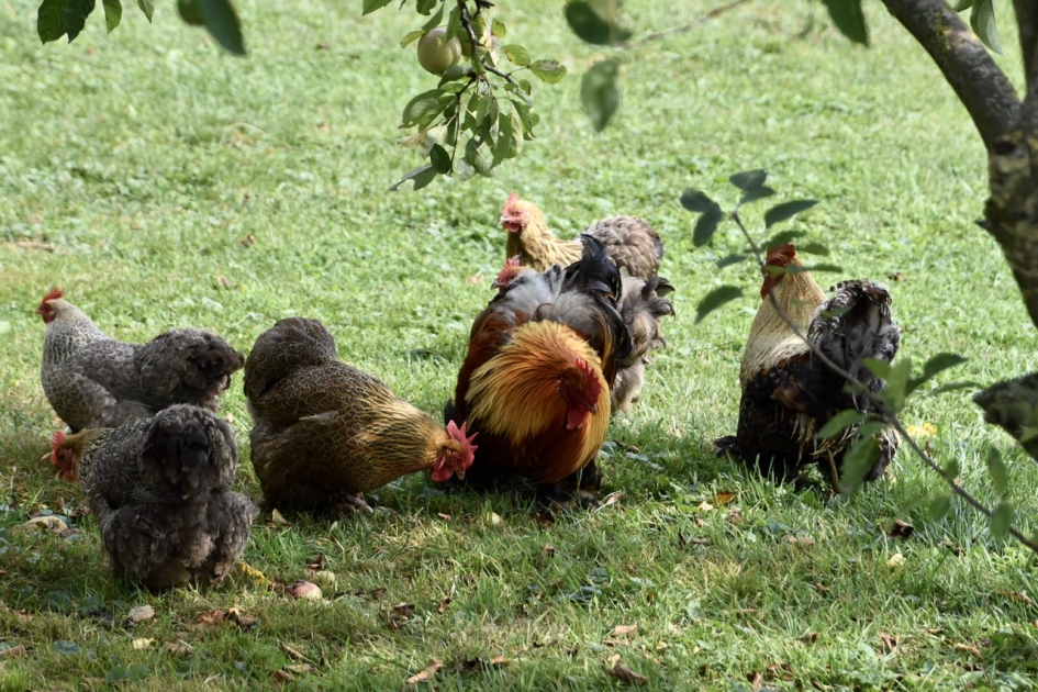 Kippen en hanen - Vogels - 