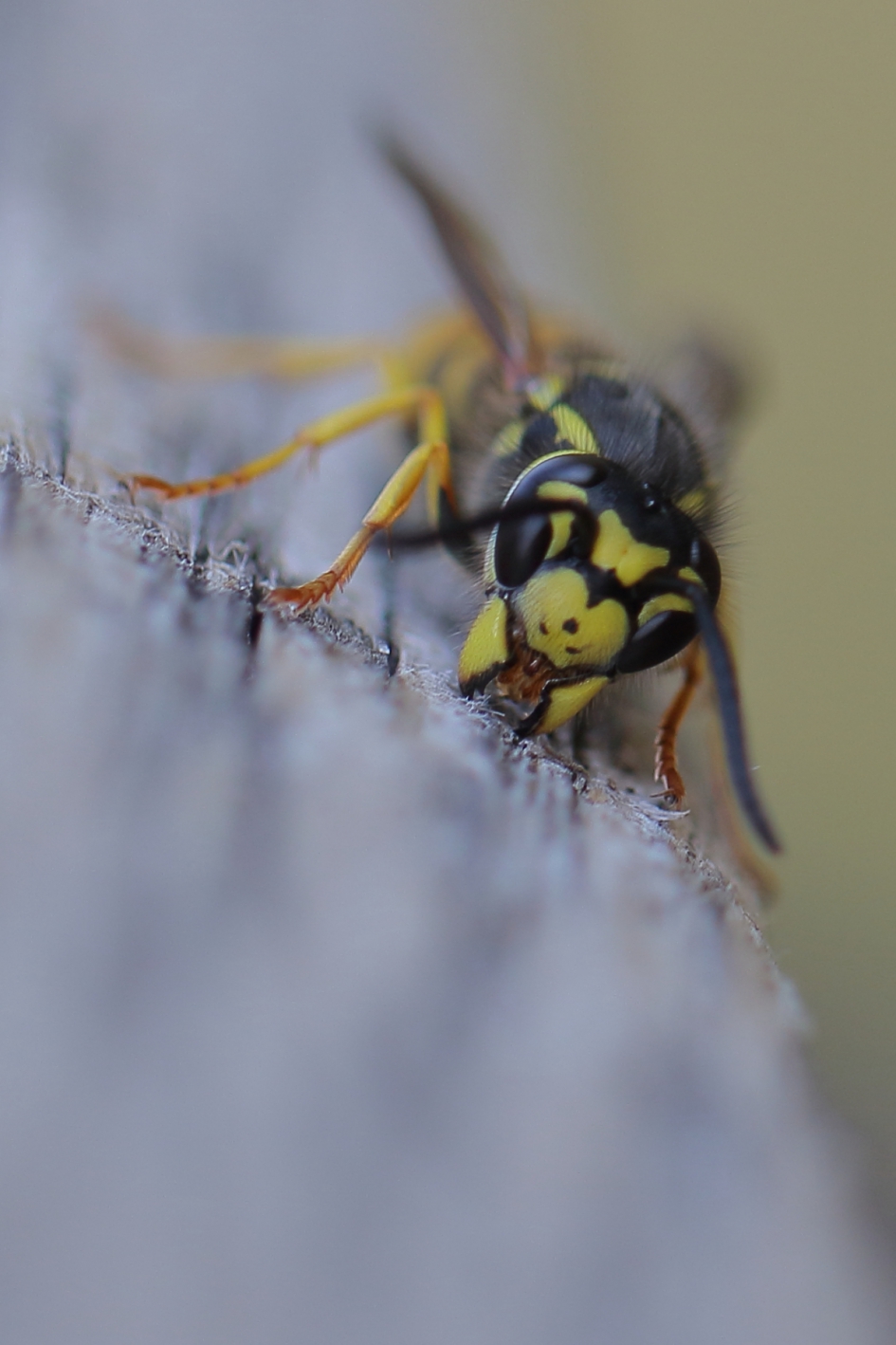 klapdeurtjes - Geleedpotigen - Duitse wesp