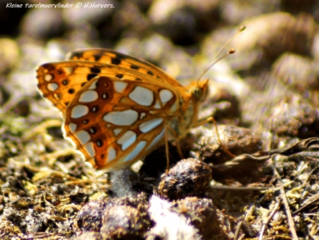 Kleine Parelmoervlinder