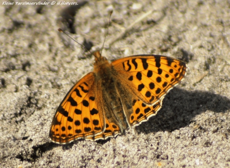 Kleine Parelmoervlinder