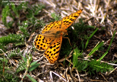 Kleine Parelmoervlinder