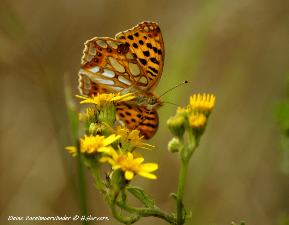 Kleine Parelmoervlinder - Geleedpotigen - Kleine Parelmoervlinder