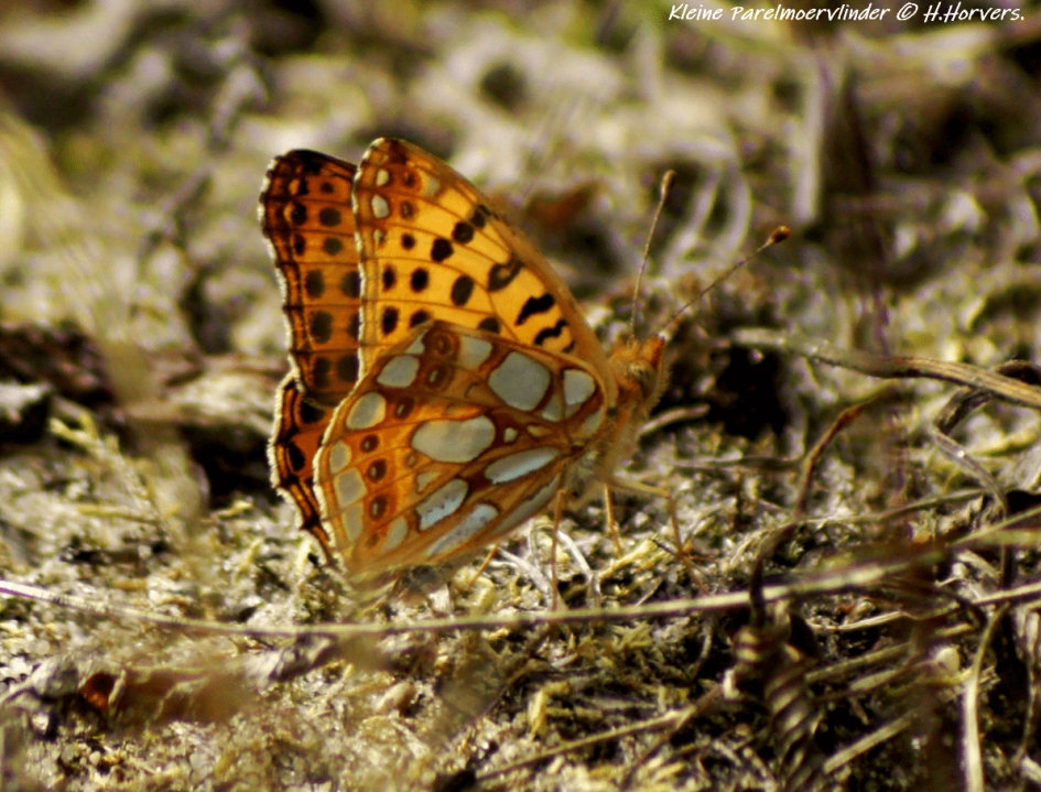 Kleine Parelmoervlinder - Geleedpotigen - Kleine Parelmoervlinder