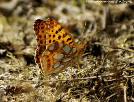 Kleine Parelmoervlinder