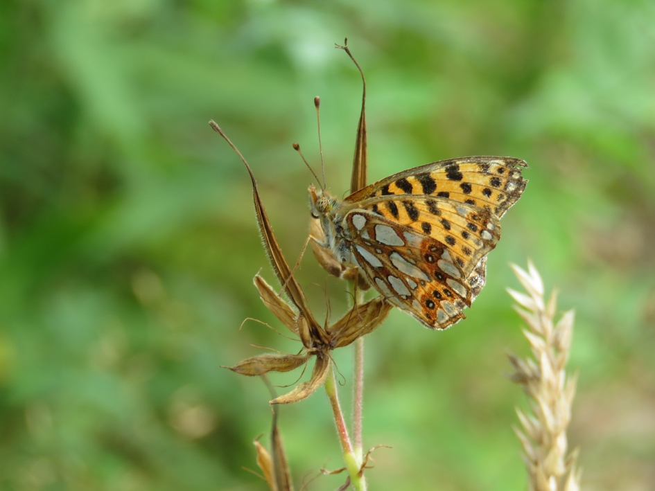 Kleine parelmoervlinder - Geleedpotigen - Kleine parelmoervlinder