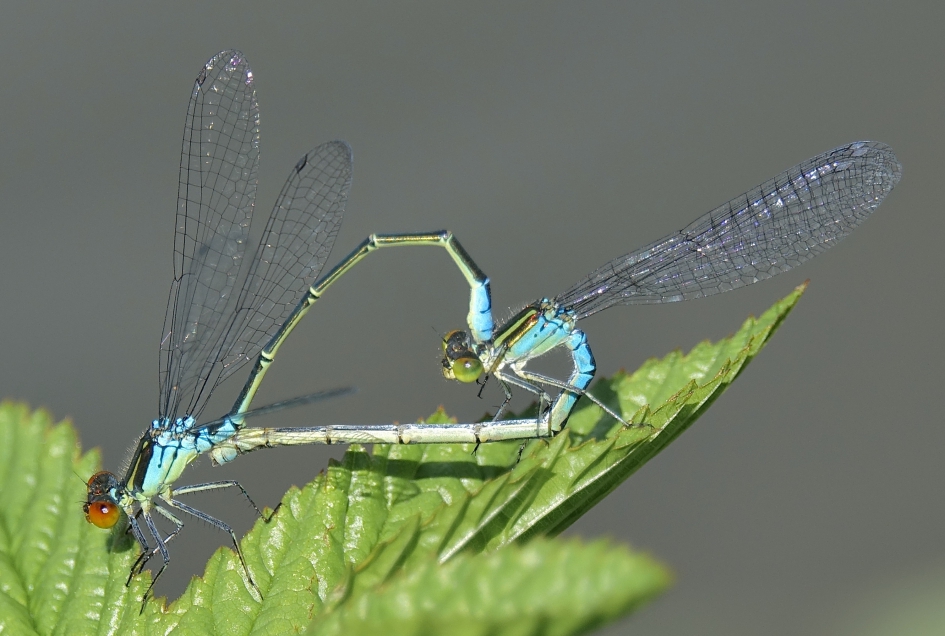 Kleine Roodoogjuffer - Geleedpotigen - Kleine Roodoogjuffer