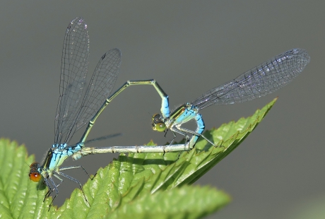 Kleine Roodoogjuffer