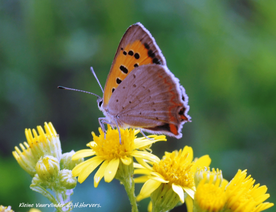 Kleine Vuurvlinder - Geleedpotigen - Kleine Vuurvlinder