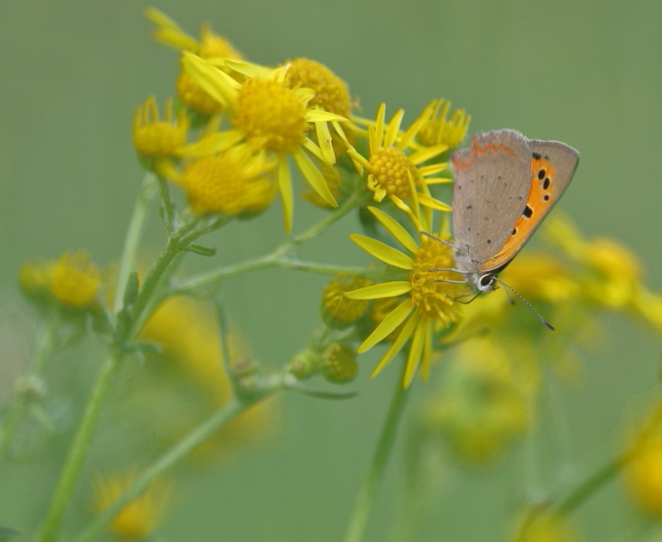 kleine vuurvlinder - Geleedpotigen - kleine vuurvlinder