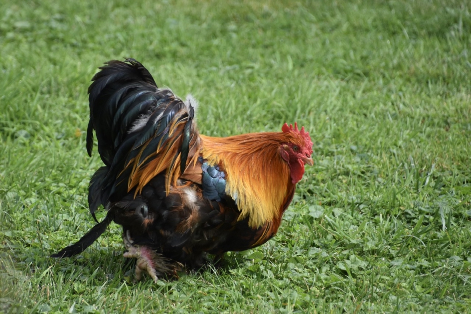 Kleurige haan - Vogels - 