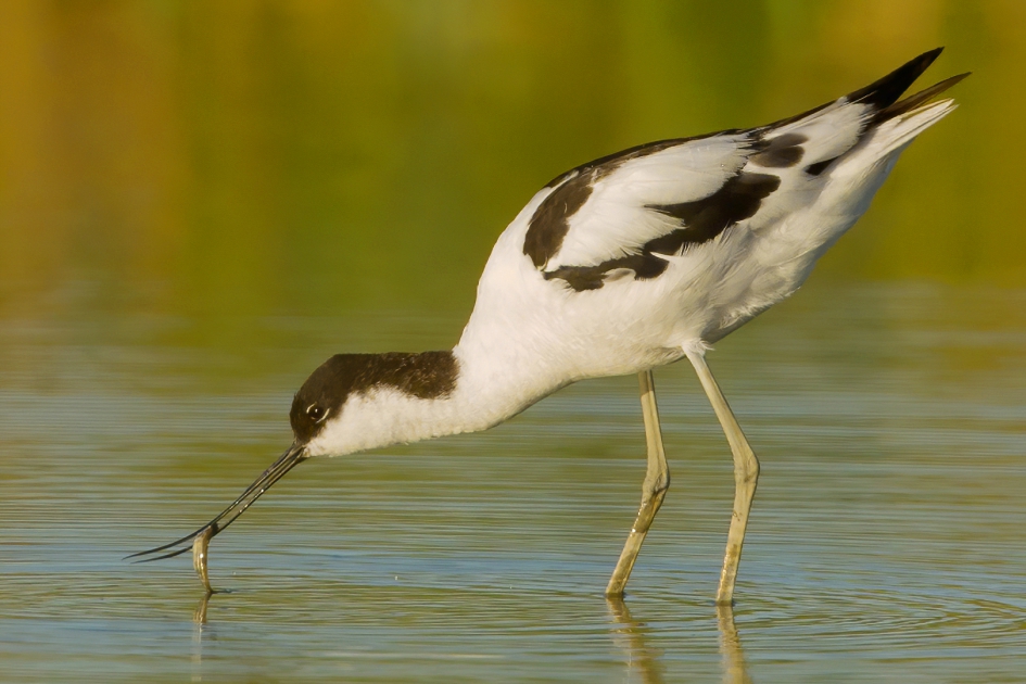 Kluut met visje - Vogels - Kluut