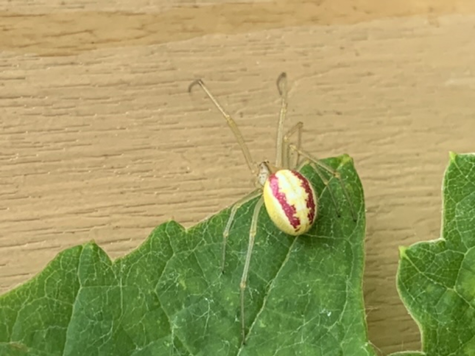 Kogelspin - Geleedpotigen - 