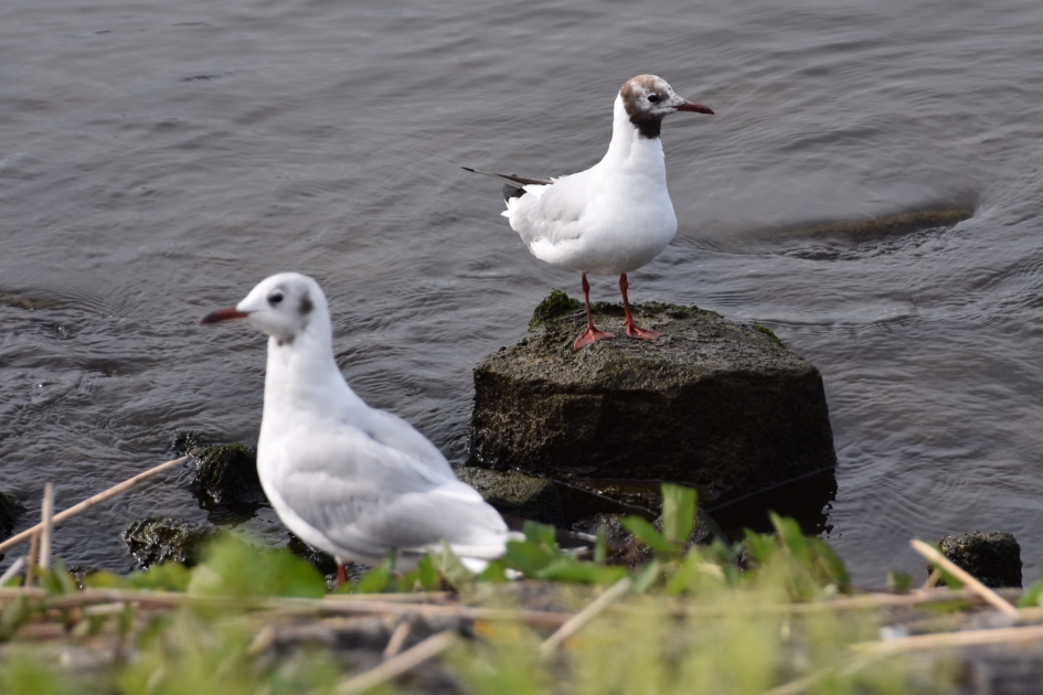 Kokmeeuwen - Vogels - 