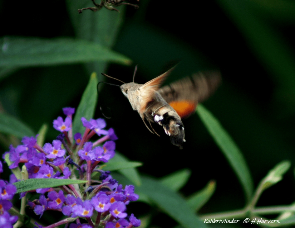 Kolibrivlinder - Geleedpotigen - Kolibrivlinder