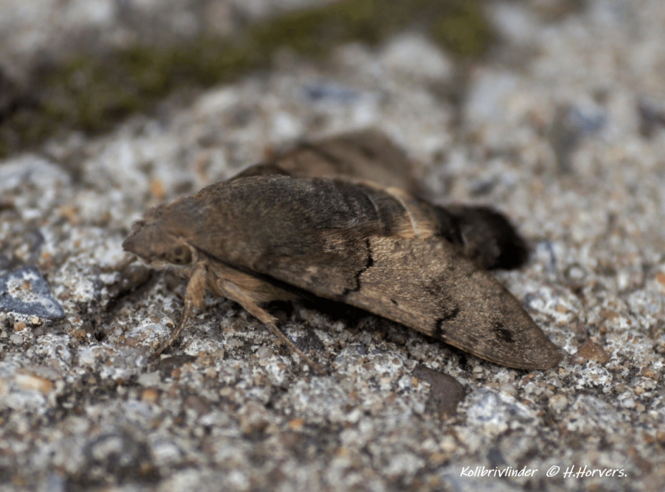 Kolibrivlinder - Geleedpotigen - Kolibrivlinder