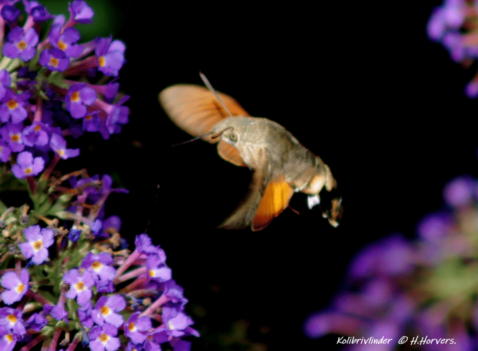Kolibrivlinder - Geleedpotigen - Kolibrivlinder