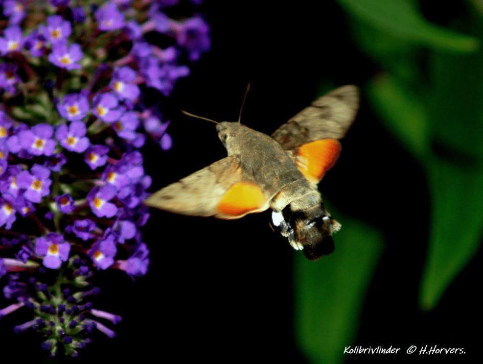 Kolibrivlinder - Geleedpotigen - Kolibrivlinder