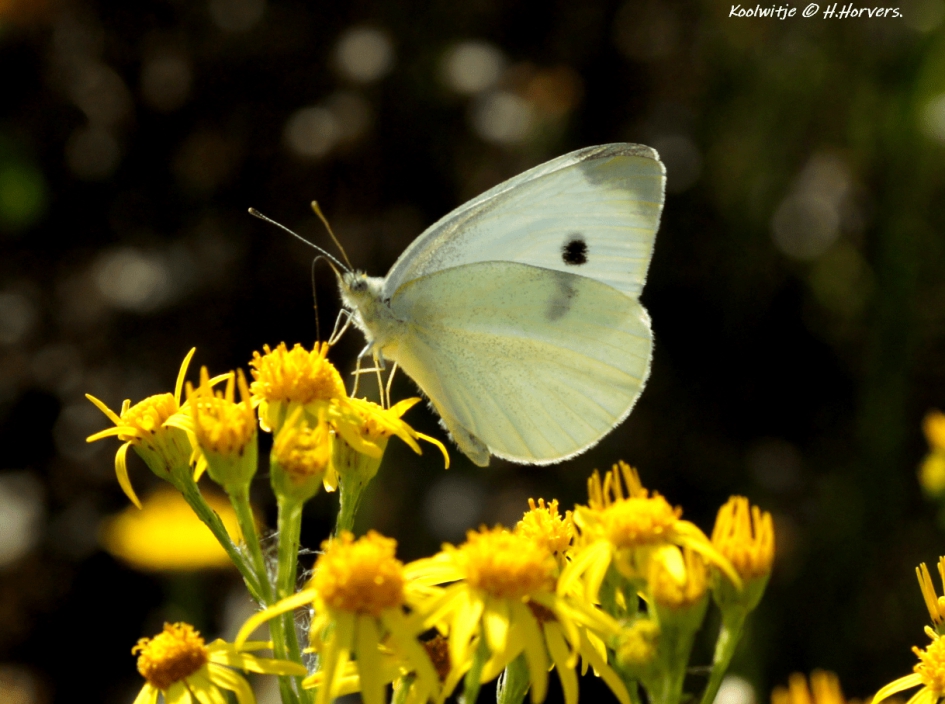 Koolwitje - Geleedpotigen - Koolwitje