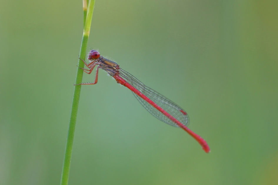 koraaljuffer -m- - Geleedpotigen - koraaljuffer