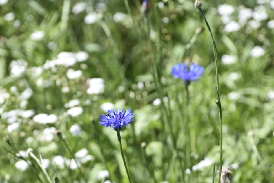 Korenbloemen - Planten - 