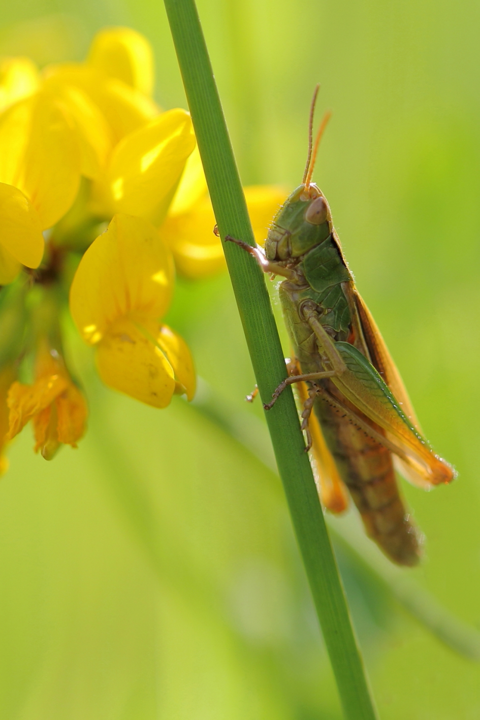 kustsprinkhaan - Geleedpotigen - kustsprinkhaan