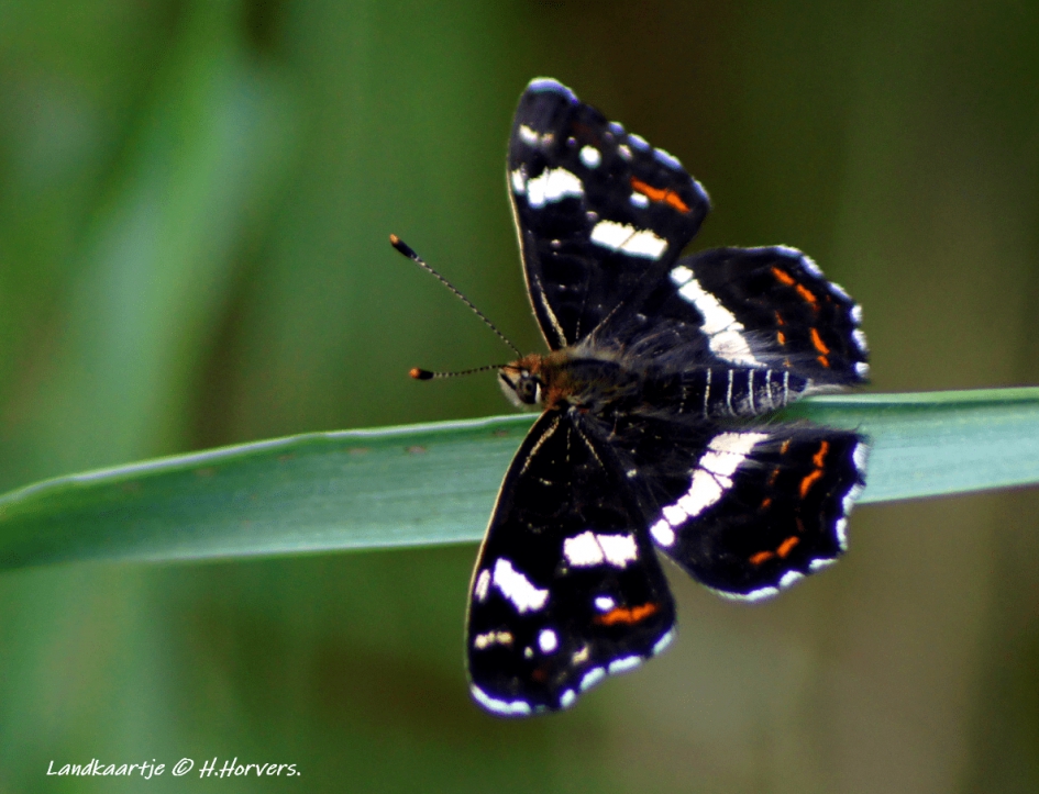 Landkaartje - Geleedpotigen - Landkaartje