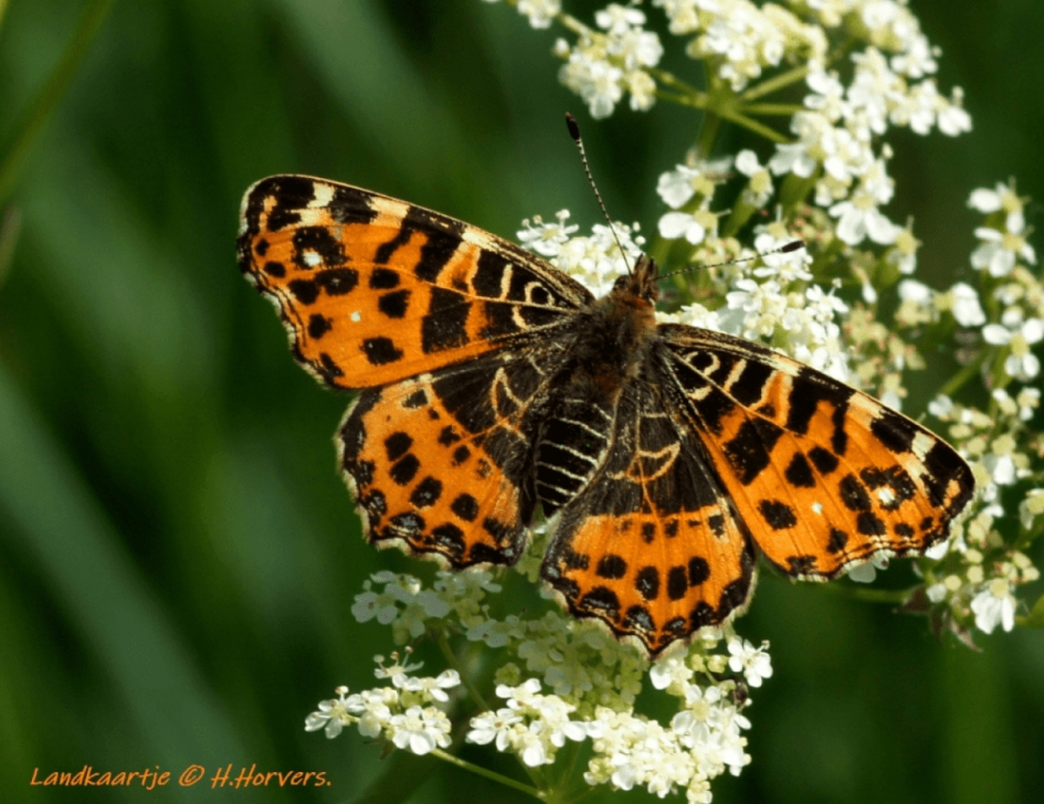 Landkaartje - Geleedpotigen - Landkaartje