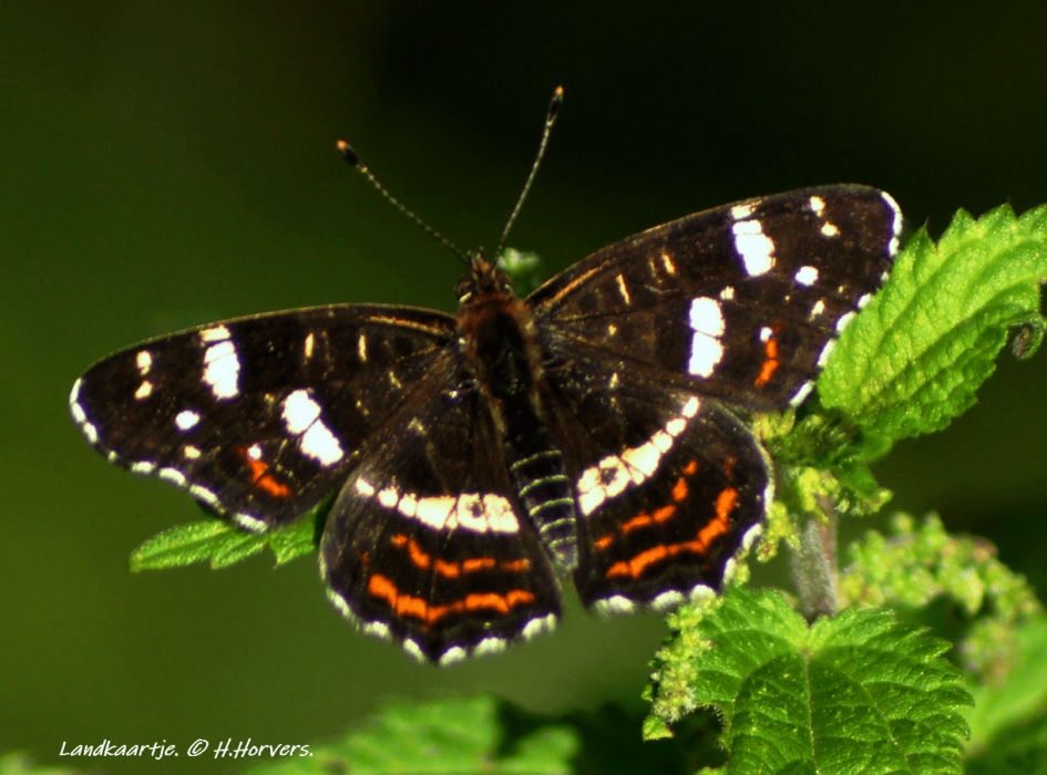Landkaartje - Geleedpotigen - Landkaartje