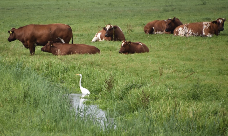Langs de Eem - Zoogdieren - 