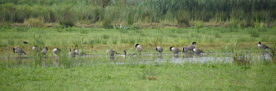 Langs de Eem - Vogels - 