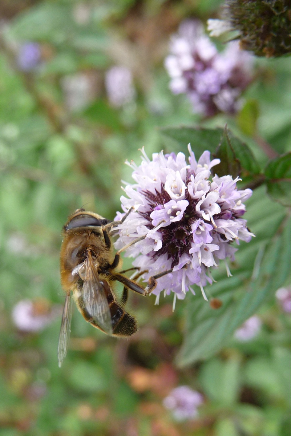Lekker... - Geleedpotigen - 