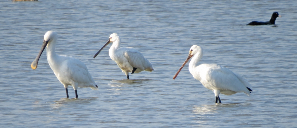 Lepelaars - Vogels - 