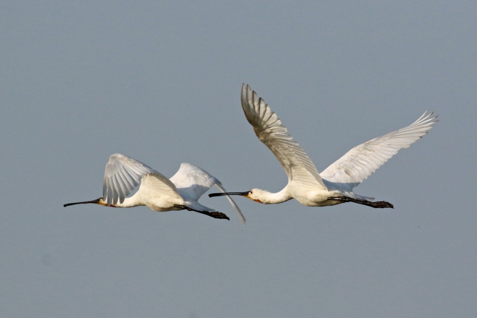 Lepelaars in de vlucht - Vogels - 