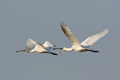 Lepelaars in de vlucht