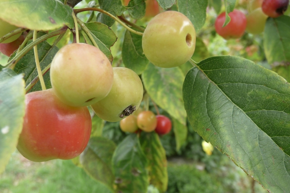Malusappeltjes - Planten - 