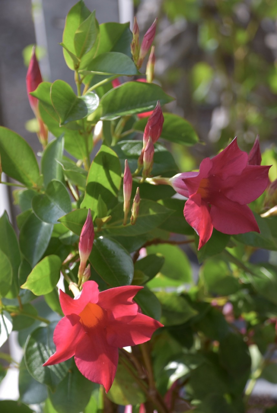 Mandeville/Sundaville - Planten - 