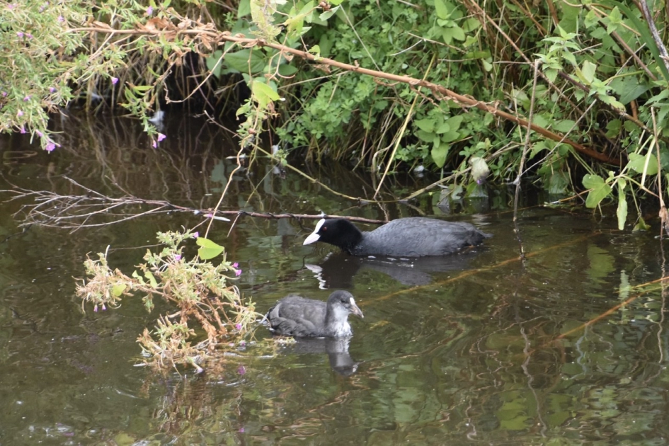 Moeder meerkoet en jong - Vogels - 