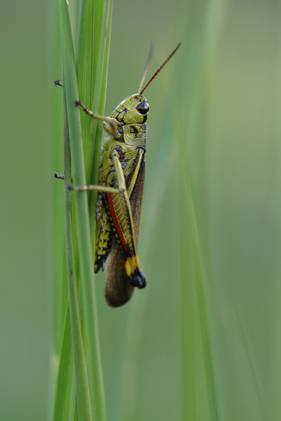 moerassprinkhaan -foto 1 van 2- - Geleedpotigen - moerassprinkhaan