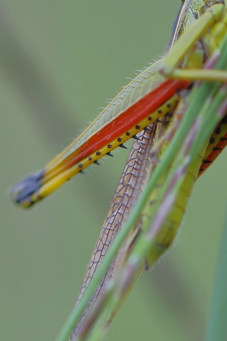 moerassprinkhaan -foto 2 van 2-