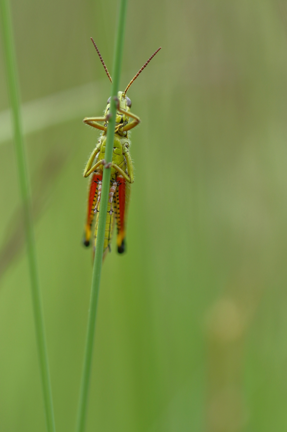 moerassprinkhaan - Geleedpotigen - moerassprinkhaan
