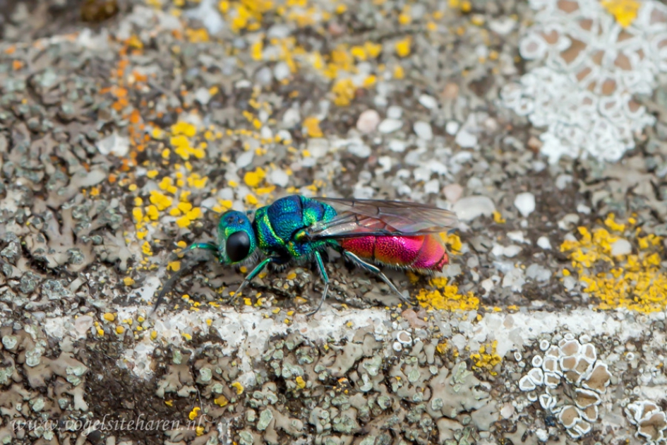 mooi wespje - Geleedpotigen - gewone goudwesp
