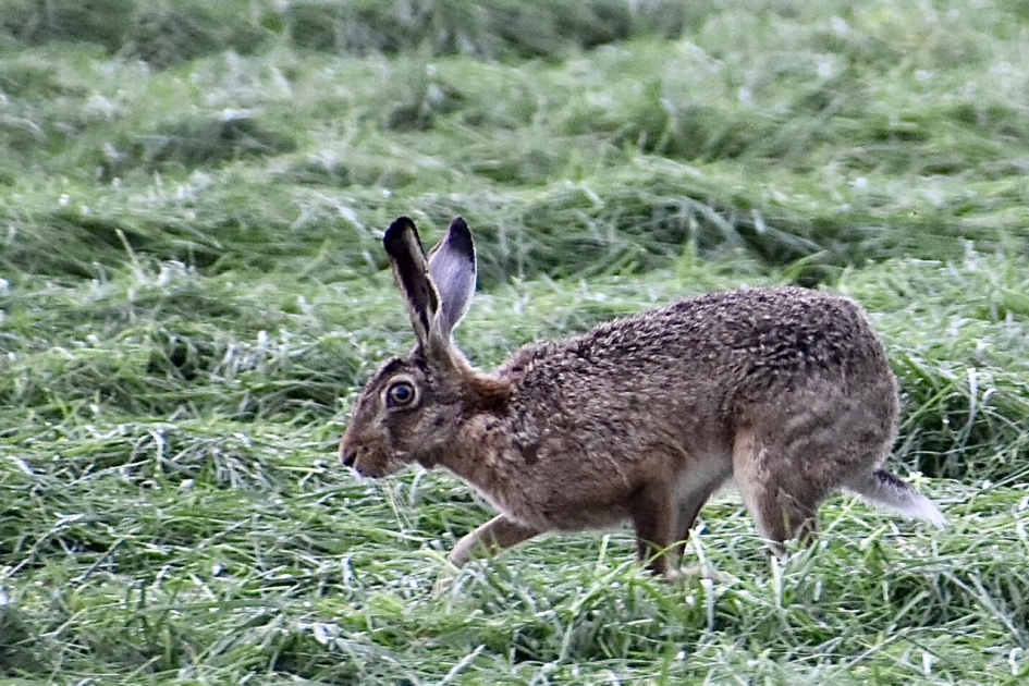 Mooie  haas - Zoogdieren - 