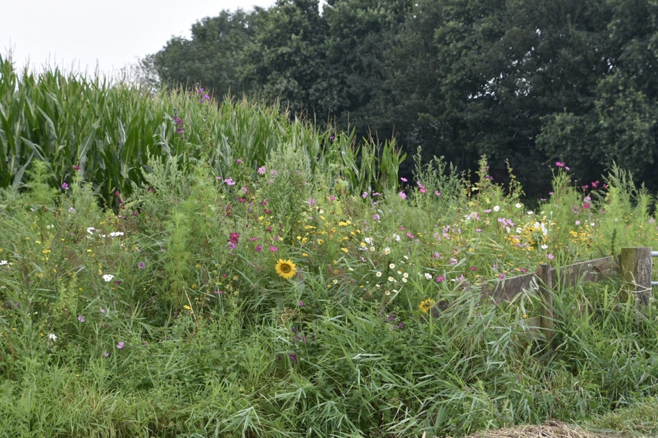 Mooie bloemenranden - Planten - 
